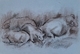 Shorn Sheep, Royal Winter Fair